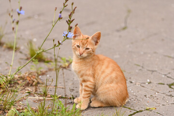A stray red cat sits on the street against a background of green grass and bushes and asphalt