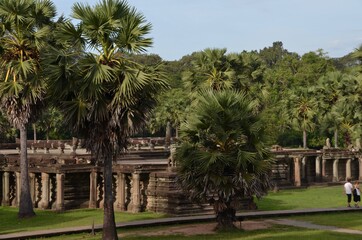 Dense palm trees surrounding ancient part of an ancient temple at Siem Reap in Cambodia