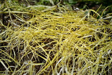 Texture of wet grass of yellow color, devoid of chlorophyll.