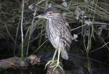A young black-crowned night heron (Nycticorax nycticorax) is photographed very close up at close range. Identification signs and details of the bird's plumage are clearly visible.