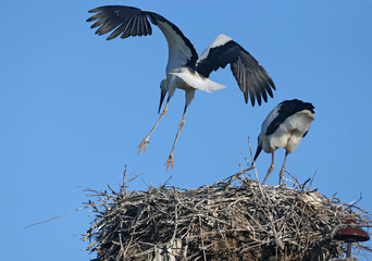 Two large chicks of the white stork are photographed close-up in the nest. The unusual angles and poses of the chicks are very attractive and exotic.