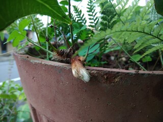 plant in a pot
