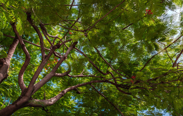 Obraz premium Detail of sunlight passing through small green leaves of Persian silk tree (Albizia julibrissin) on blurred greenery of garden. Atmosphere of calm relaxation. Nature concept for design. Selective focu
