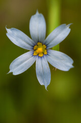 Blue-eyed Grass
