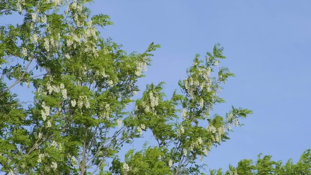 Slow motion video of acacia tree blooming and moving in the wind