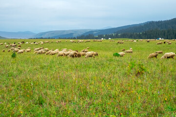 Naklejka na ściany i meble Sheeps are grazing on green alpine meadow in mountains. Mountain hill valley landscape. Domestic animals. Mountain green valley landscape. Spring farm field landscape.