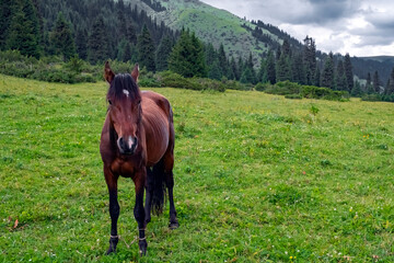 Grasing horse on mountain valley. Summer green rural nature landscape. Mountain valley view.