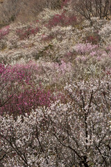 早春・満開の湯河原梅林