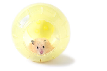 Beige syrian hamster in yellow plastic hamster ball isolated on white
