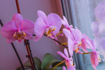 pink orchid flower