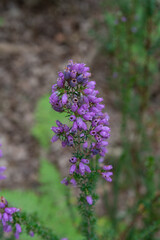 Wild bruyère of the landes France