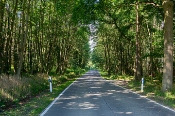 Strasse durch den Wald mit grünen Bäumen und Licht und Schatten