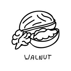 Walnut line vector illustration. Hand drawn doodle of a nut isolated on white background