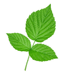 Raspberry leaves on white background