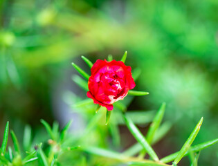 Close-up of beautiful colorful flowers