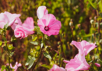 Lavatera trimestris, Mauve annuelle ou Lavatère d'un trimestre aux magnifique grandes fleurs soyeuses en trompettes aux pétales rose