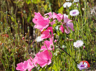Lavatera trimestris, Mauve annuelle ou Lavatère d'un trimestre aux magnifique grandes fleurs...