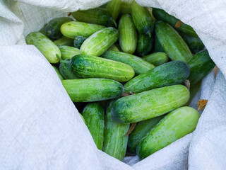 Cucumber background Cucumber harvest. many cucumbers. cucumbers from the field.