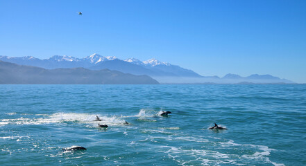 Dauphins kaikoura