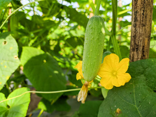 Cucumber background Cucumber harvest. many cucumbers. cucumbers from the field.