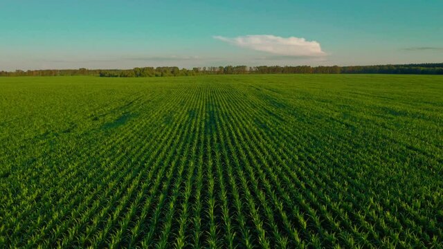 Aerial Cinematic footage: Drone flying over a cornfield during sunset. Drone flies over green agriculture corn field. Beautiful  summer landscape of a corn field. Top view to the green farm cornfield