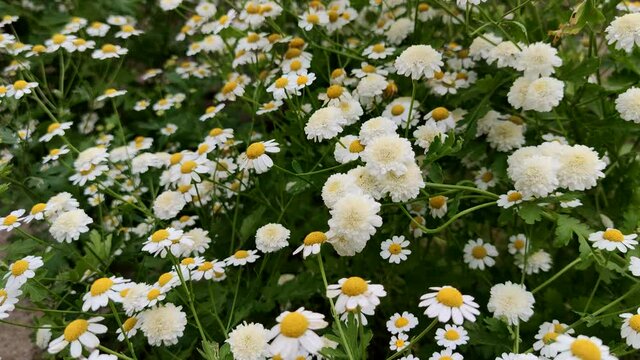 Camomiles in field. Summer landscape