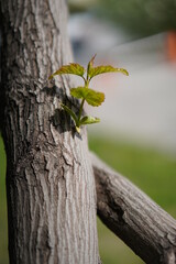 Fototapeta premium green tree trunk