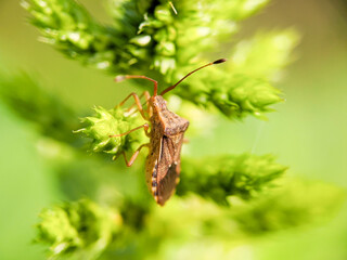 Rhaphigaster nebulosa or mottled shieldbug, is a species of stink bugs in the family Pentatomidae.