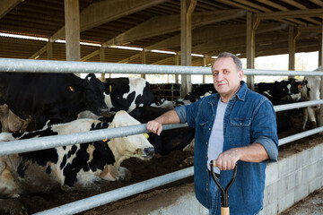 Portrait of successful mature male farmer in cowshed