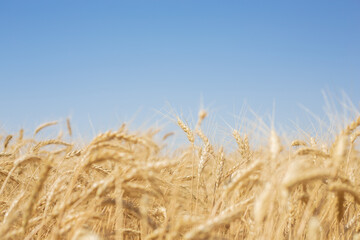 Fototapeta na wymiar Wheat field in summer - grain harvest, Sunny afternoon in a wheat field
