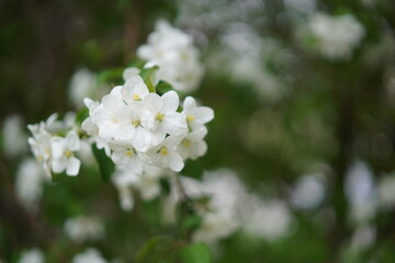 White flowers