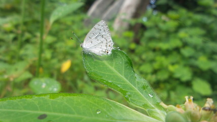 Butterfly on a leaf
