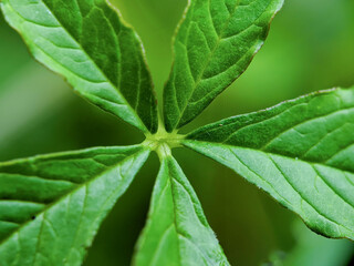 close up green leaves. green leaves background texture.