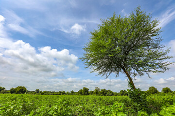Fototapeta premium Row of growing green Cotton field in India.