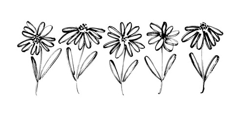 Chamomile hand drawn black paint vector set. Ink drawing flowers, monochrome artistic botanical illustration. Isolated floral elements, daisy, aster, chrysanthemum. Brush strokes outlined clip arts