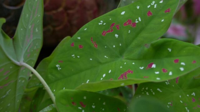 Green Caladium leaves and pink and white polka dots.