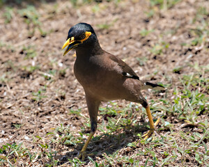 Common Myna (Acridotheres tristis) on the ground on the island of Koh Kradan in southern Thailand.