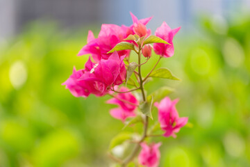 Bright pink bougainvillea blossoming in the park in Abu Dhabi, UAE