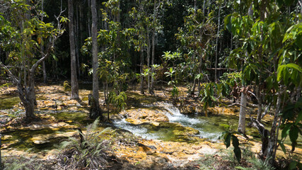Wetland in a natural area at Emerald Pool, east of Krabi in southern Thailand.