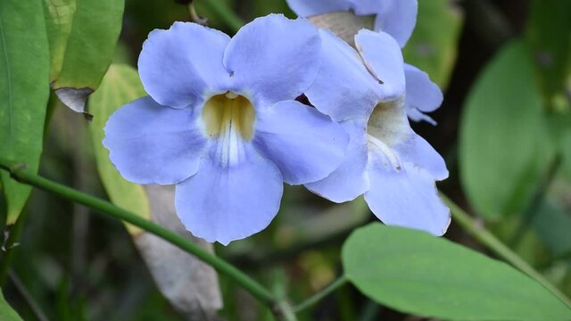Blue trumpet vine ( Thunbergia laurifolia ) in garden.