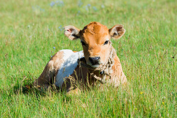 Calf resting in grass, Song Kol Lake, Naryn province, Kyrgyzstan, Central Asia
