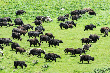 Yak herd, Song Kol Lake, Naryn province, Kyrgyzstan, Central Asia