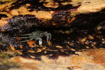 Small crab hiding in the rocks by the sea. Clovelly Beach, Sydney