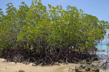 Mangrove by the beach on the small island of Koh Kradan in southern Thailand.