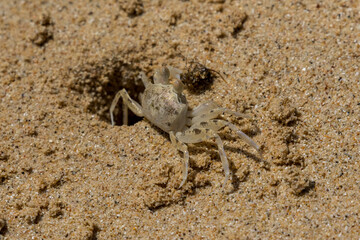Crab at its hole on a sandy beach on the island of Koh Kradan in southern Thailand.