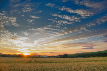 Fototapeta premium Sunset view over a Wheat Meadow minutes before sunset near Napier in the Overberg region, Western Cape, South Africa