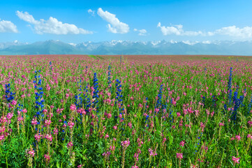 Wildflowers field in front of Tien Shan Mountain Range, Road to Song Kol Lake, Naryn province,...