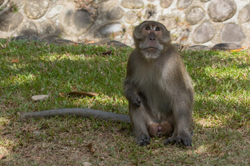 Makaque monkey (Macaca) in Mu Koh Lanta National Park on the southernmost part of Koh Lanta island in southern Thailand.