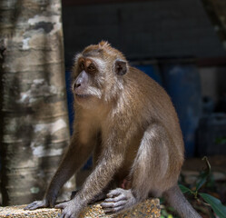 Makaque monkey (Macaca) in Mu Koh Lanta National Park on the southernmost part of Koh Lanta island in southern Thailand.