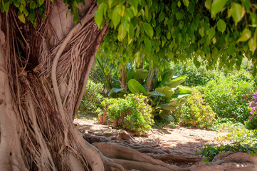 A fragment of a tree trunk with textured lianes and roots, tree leaves in a blurred foreground and a clear background of a green garden